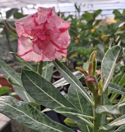 Adenium (Desert Rose) Chailai