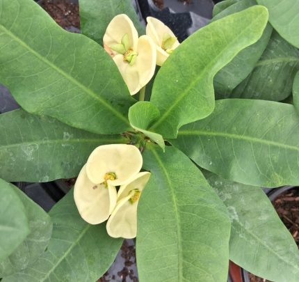 Euphorbia- Crown of Thorns- Lookmai Laisen