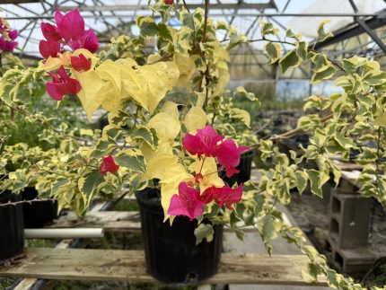 Bouganvilla Basket