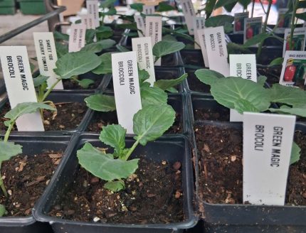 Broccoli-Green Magic