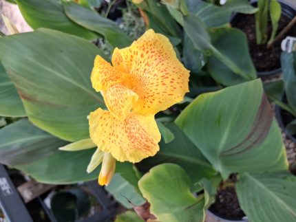 Canna Lilly
