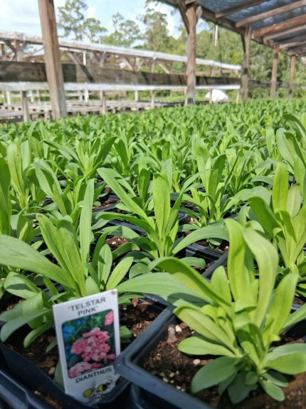 Dianthus (Telstar Pink)