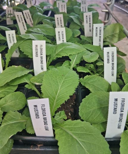 Mustard-Florida Broad Leaf