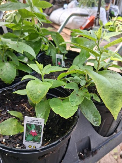 Passionflower-Lady Margaret