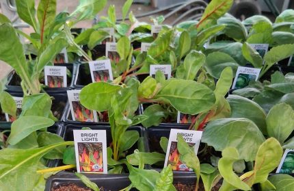 Swiss Chard- Bright Lights