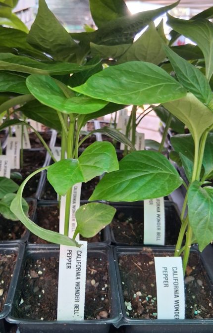 Pepper -California Wonder Bell