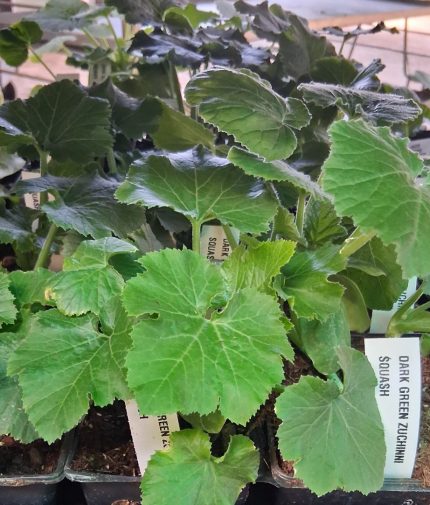 Squash-Dark Green Zuchinni