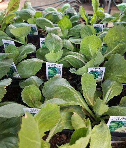 Cabbage-Early Flat Dutch