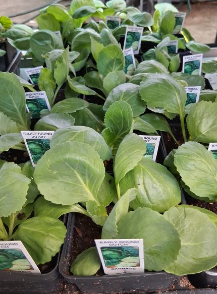 Cabbage-Early Round Dutch