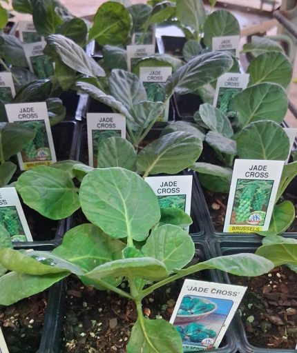 Brussels Sprout - Jade Cross