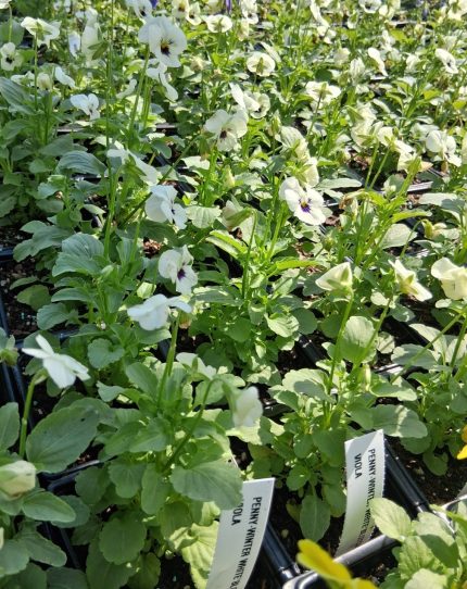 Viola- Penny Winter White