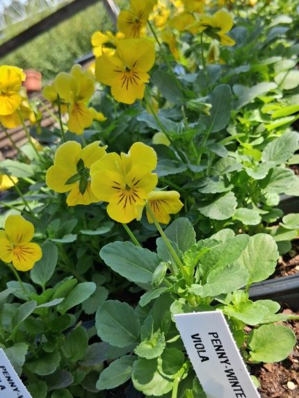 Viola - Penny Winter Yellow