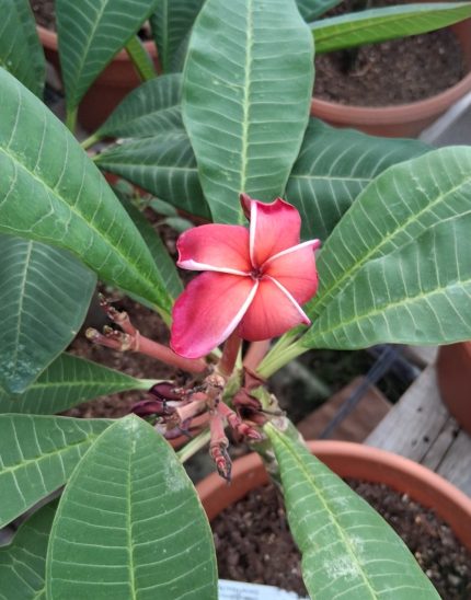 Plumeria (Jenna Red)