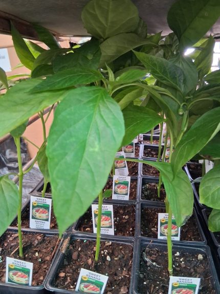 Pepper - Sweet Bannana