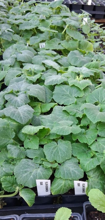 Squash- Yellow Crookneck